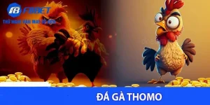Đá gà Thomo là gì
